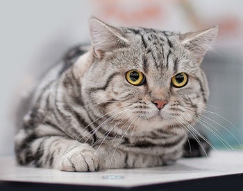 Кот скоттиш страйт окраса черный мрамор на серебре Шотландский прямоухий кот Давид